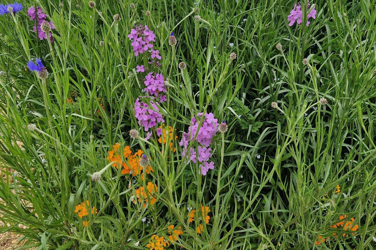 Bauerngarten Herbstaussaat mehrjährig Bauerngarten Herbstaussaat mehrjährig