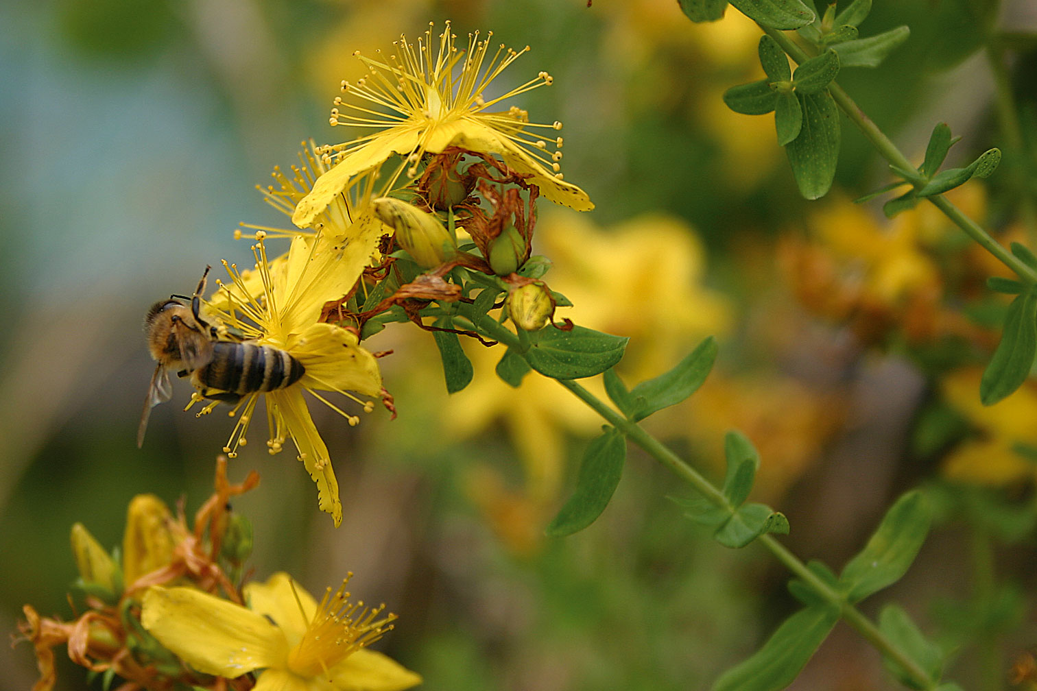 Bienenweide im Garten zur Förderung von Insekten Bienenweide im Garten zur Förderung von Insekten