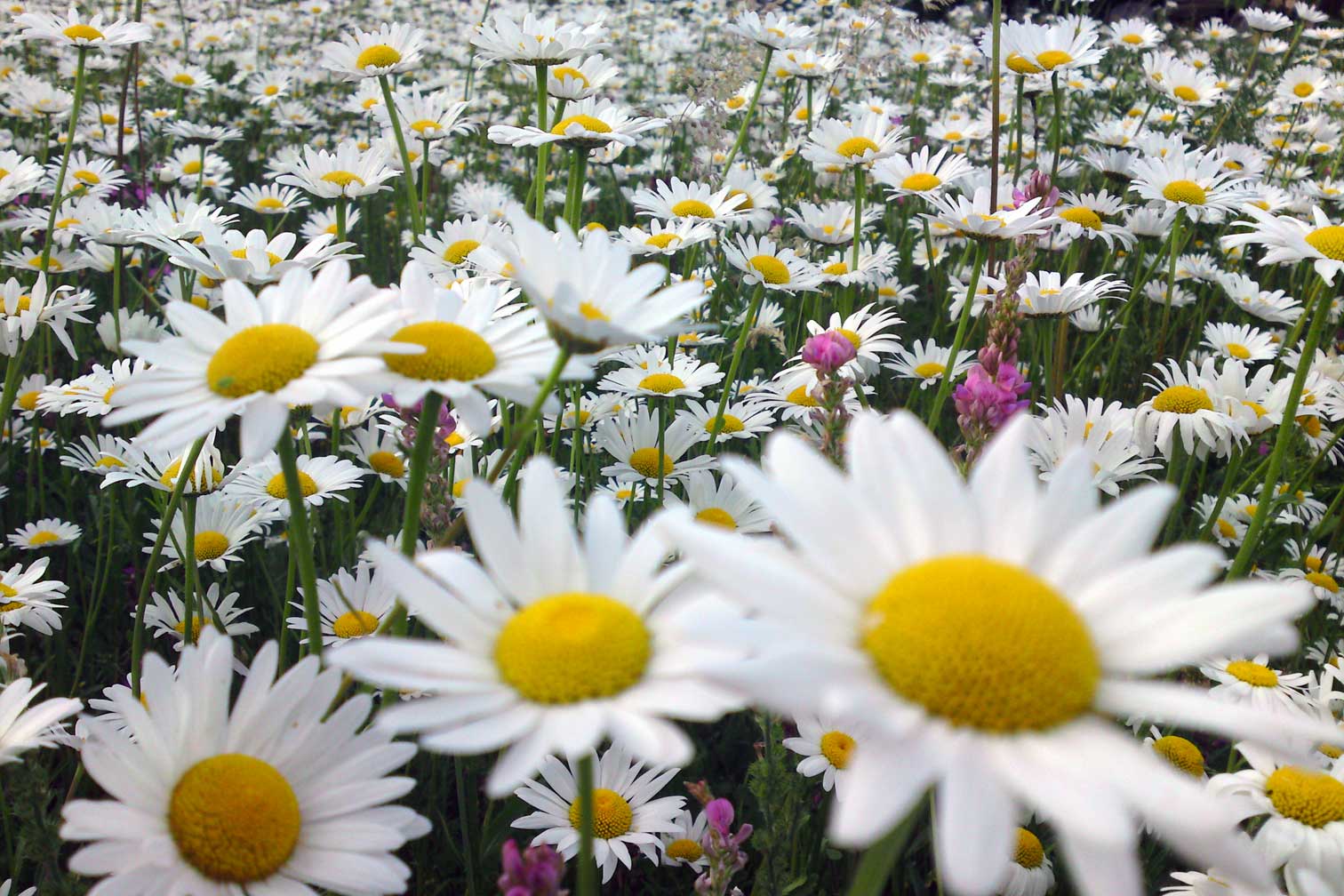 Regionales Saatgut Regionales Saatgut